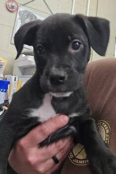 Border Collie and Mixed Breed Dogs Available for Adoption in Saint Clairsville, Ohio - Minnie | PetCurious