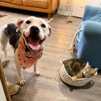 Rain Drop Petite Wiggle Bloom -  Pit Bull Terrier and Boxer Dog for Adoption in Friendswood, Texas - Rain Drop Petite Wiggle Bloom | PetCurious