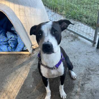 Juniper -  Mixed Breed Dog for Adoption in Blairsville, Georgia - Juniper | PetCurious
