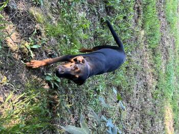 Rescue Doberman Pinscher and Shepherd Dogs for Adoption in York, South Carolina - Biscuit | PetCurious