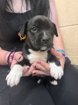 Rescue Terrier Dogs for Adoption in Corinth, Mississippi - Maple 25D-358 | PetCurious