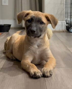 Rescue Labrador Retriever Dogs for Adoption in The Woodlands, Texas - Jubilee | PetCurious