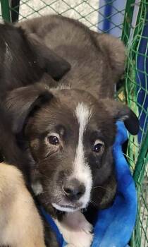 Collie and Shepherd Dogs Available for Adoption in Republic, Missouri - Cliff | PetCurious