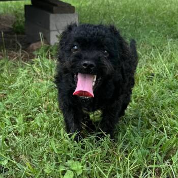Cricket Jones -  Miniature Poodle Dog for Adoption in Houston, Texas - Cricket Jones | PetCurious