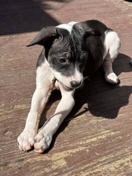 Labrador Retriever and Hound Dogs Available for Adoption - Indigo | PetCurious