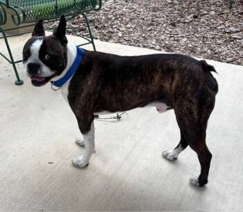 Boston Terrier Dogs Available for Adoption in Van Vleck, Texas - Bruno | PetCurious