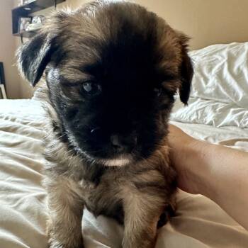 Rescue Terrier Dogs for Adoption in Sonoma, California - Miso | PetCurious