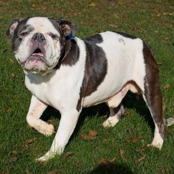 Rescue English Bulldog Dogs for Adoption in South Elgin, Illinois - Big Mac | PetCurious