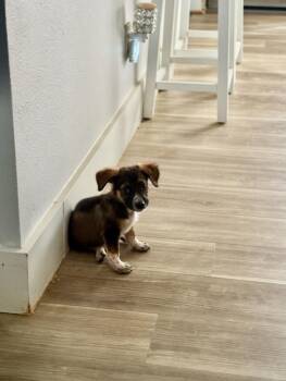Henry -  Bluetick Coonhound Dog for Adoption in Colorado Springs, Colorado - Henry | PetCurious
