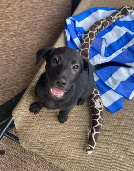 Rescue Labrador Retriever Dogs for Adoption in Mount Pleasant, South Carolina - Harry Potter | PetCurious