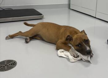 Aspen -  American Staffordshire Terrier Dog for Adoption in Bourbonnais, Illinois - Aspen | PetCurious