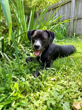 Edie ( female) -  Boxer and Labrador Retriever Dog for Adoption in Hatfield, Pennsylvania - Edie ( Female) | PetCurious