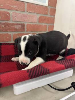 American Staffordshire Terrier and Mixed Breed Dogs Available for Adoption in Houston, Texas - DOMINIC | PetCurious