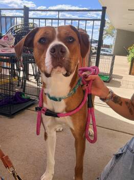 Ariel -  Pit Bull Terrier Dog for Adoption in Littleton, Colorado - Ariel | PetCurious