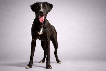 Border Collie Dogs Available for Adoption in Brookhaven, Mississippi - Brutus 25 | PetCurious