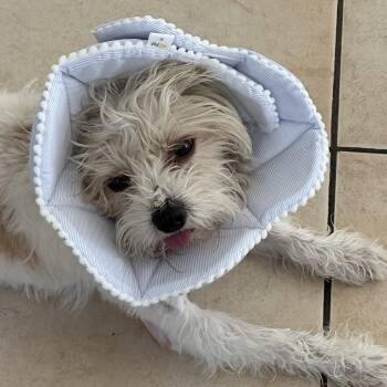 Glen Of Imaal Terrier and Miniature Poodle Dogs Available for Adoption in Marana, Arizona - WINSTON | PetCurious