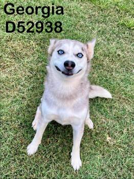 Georgia -  Husky and Australian Shepherd Dog for Adoption in Clarksville, Tennessee - Georgia | PetCurious