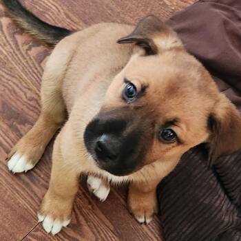 Kevin Olusola -  Australian Shepherd and Mixed Breed Dog for Adoption in Shorewood, Illinois - Kevin Olusola | PetCurious