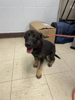 BOY -  German Shepherd Dog Dog for Adoption in Stockton, California - BOY | PetCurious