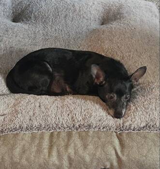 Mouse -  Chihuahua Dog for Adoption in Mechanicsburg, Pennsylvania - Mouse | PetCurious