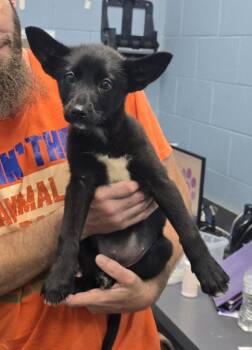 Jenny -  Shepherd Dog for Adoption in Evansville, Indiana - Jenny | PetCurious