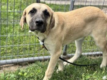 SIR -  Great Pyrenees and Cane Corso Dog for Adoption in Pueblo, Colorado - SIR | PetCurious