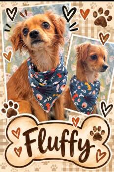 Fluffy -  Spaniel and Chihuahua Dog for Adoption in Rensselaer, Indiana - Fluffy | PetCurious