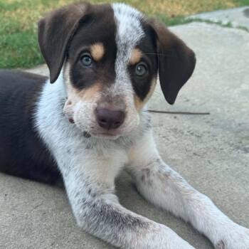 Rex -*Available 8/29*Chino Hills Location -  Shepherd and Cattle Dog Dog for Adoption in Chino Hills, California - Rex -*Available 8/29*Chino Hills Location | PetCurious