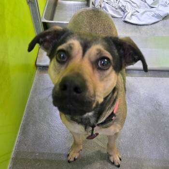 Annie -  Shepherd Dog for Adoption in San Jacinto, California - Annie | PetCurious