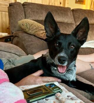 Australian Cattle Dog Blue Heeler and Boxer Dogs Available for Adoption - Luca | PetCurious