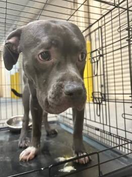 ZEUS -  Pit Bull Terrier Dog for Adoption in Las Vegas, Nevada - ZEUS | PetCurious