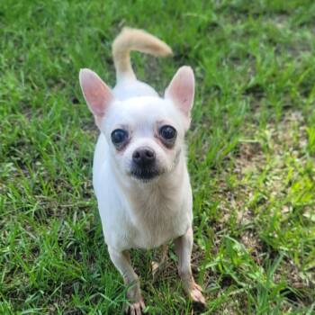 Chihuahua Dogs Available for Adoption - Chiquita | PetCurious