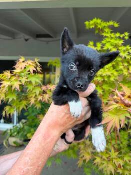 Jameson -  German Shepherd Dog Dog for Adoption in Lodi, California - Jameson | PetCurious