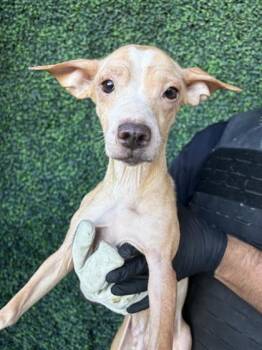 Chihuahua and Mixed Breed Dogs Available for Adoption - Blanca | PetCurious