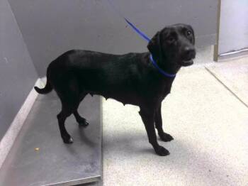 Labrador Retriever Dogs Available for Adoption in Tallahassee, Florida - DOROTHY | PetCurious