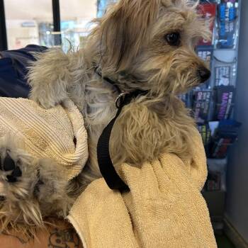 IVHS-Stray-142457 -  Terrier Dog for Adoption in San Gabriel, California - IVHS-Stray-142457 | PetCurious