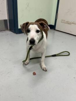 Hart -  Whippet and Basset Hound Dog for Adoption in Savannah, Georgia - Hart | PetCurious