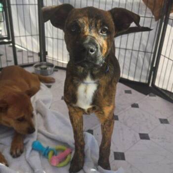 Boxer and Mixed Breed Dogs Available for Adoption - CAKE | PetCurious