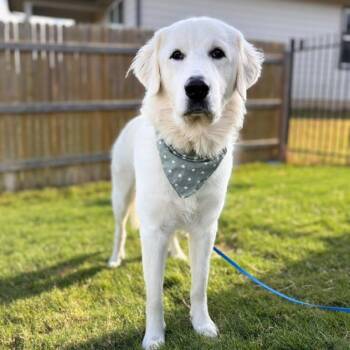 Stella Louise -  Great Pyrenees Dog for Adoption in Martinez, California - Stella Louise | PetCurious