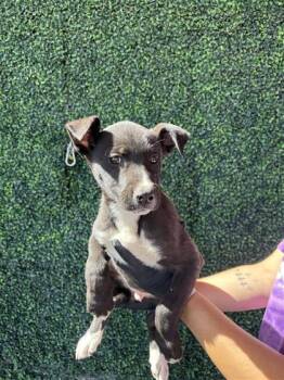 61136623 -  Pit Bull Terrier and Shepherd Dog for Adoption in El Paso, Texas - 61136623 | PetCurious