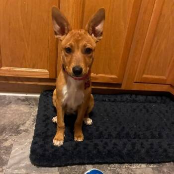 Scrabble -  Australian Cattle Dog Blue Heeler Dog for Adoption in Houston, Texas - Scrabble | PetCurious