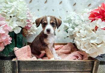 Patty Pan Squash -  Terrier Dog for Adoption in Newberg, Oregon - Patty Pan Squash | PetCurious