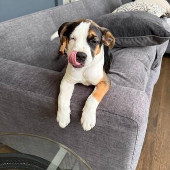 Mixed Breed Dogs Available for Adoption in Shorewood, Illinois - Thor | PetCurious