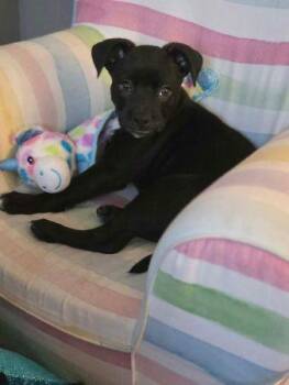Buc-cee -  Black Labrador Retriever Dog for Adoption in Crown Point, Indiana - Buc-cee | PetCurious