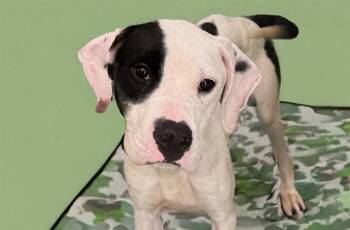 IRELAND -  Pointer and Mixed Breed Dog for Adoption in Fort Lauderdale, Florida - IRELAND | PetCurious