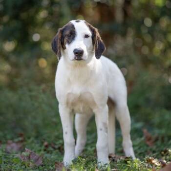 Rescue Mixed Breed Dogs for Adoption in Hyde Park, New York - Cowboy | PetCurious