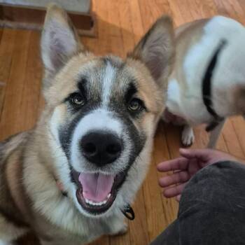 Kilo -  Akita and Mixed Breed Dog for Adoption in Alma, Wisconsin - Kilo | PetCurious