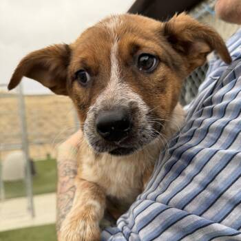 Cattle Dog and Mixed Breed Dogs Available for Adoption - Chris Traeger | PetCurious