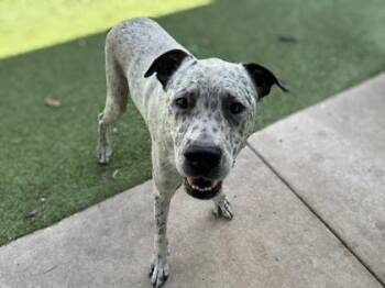 Jumbo -  Cattle Dog and Mixed Breed Dog for Adoption in Gainesville, Florida - Jumbo | PetCurious