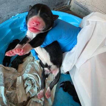 Suz 1 -  Boston Terrier and Mixed Breed Dog for Adoption in Edinburg, Texas - Suz 1 | PetCurious